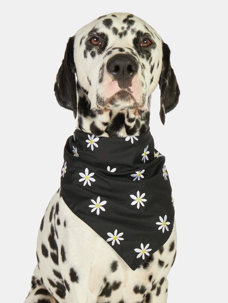 Daisy dog hot sale bandana